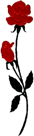 Роза